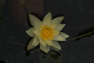 Nymphaea 'Pygmaea Helvola'Kleinbloemige gele lelie bestellen